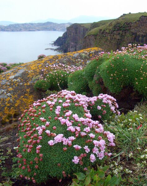 Файл:SWT - Handa Island.jpg