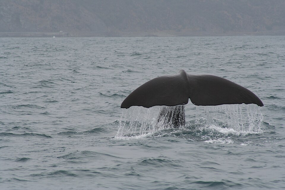 Файл:Spermwhale tail.JPG