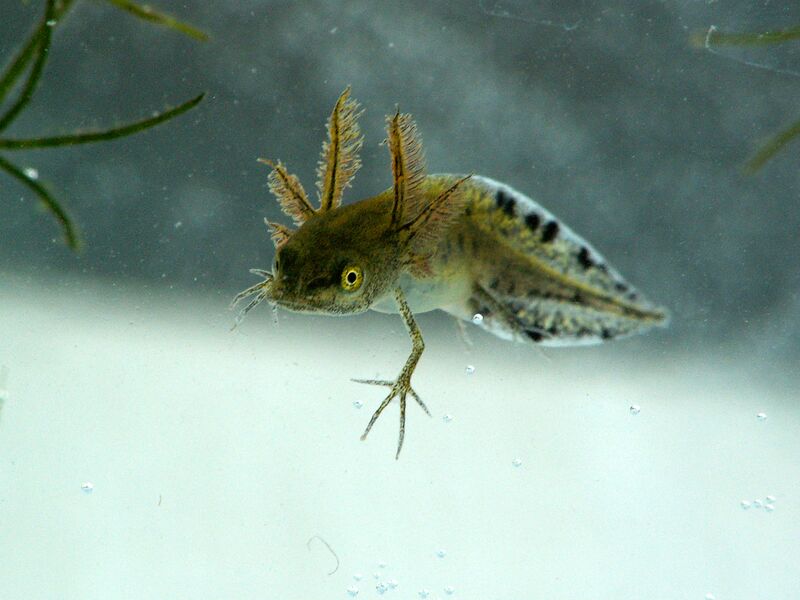 Файл:TriturusCristatusMiddleSizedLarva.JPG
