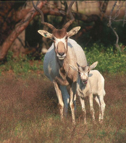 Файл:Addax mit kalb.jpg