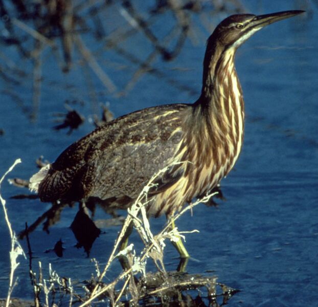 Файл:AmericanBittern23.jpg