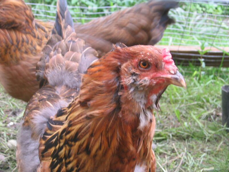 Файл:Bottom rank hen.JPG