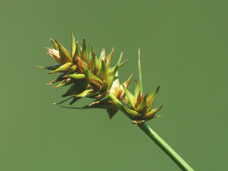 Файл:Carex otrubae.jpeg