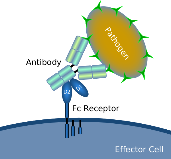 Файл:Fc receptor schematic.svg