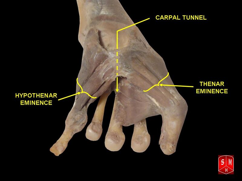 Файл:Hand dissection 5.jpg