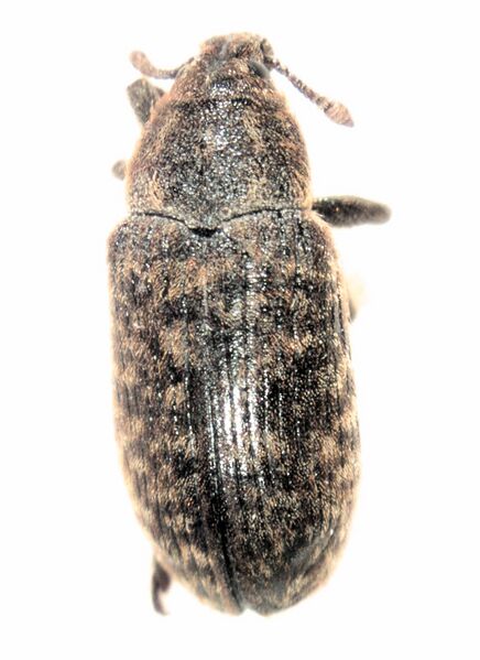 Файл:Rhinocyllus conicus.jpg