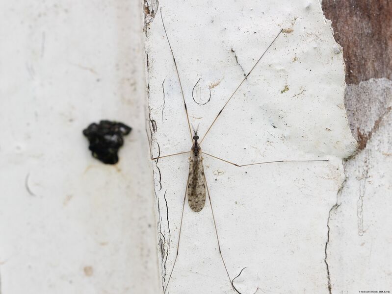 Файл:Rhipidia maculata 01.JPG