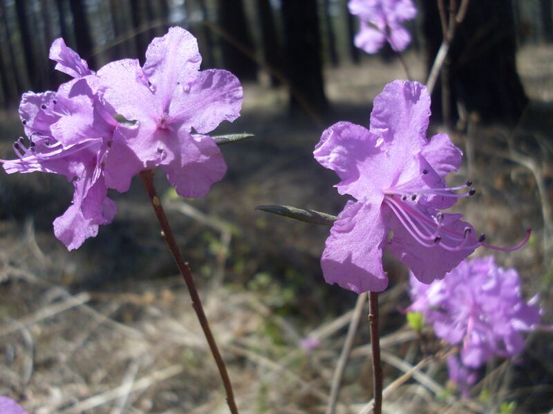 Файл:Rhododendron dauricum Transbaikal 1.jpg