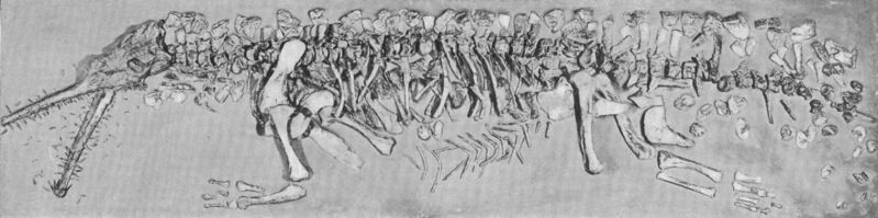 Файл:Rutiodon fossil.jpg