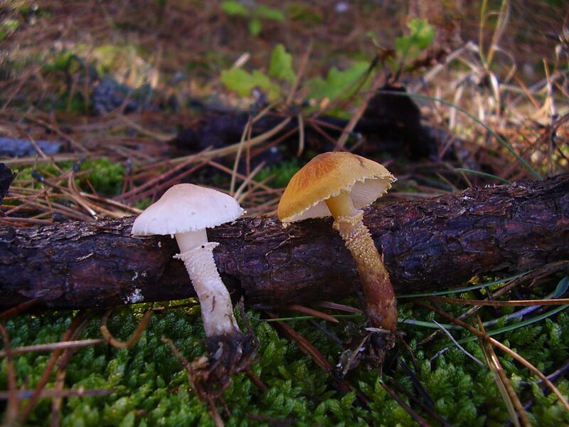Файл:Cystoderma carcharias and amianthinum.JPG