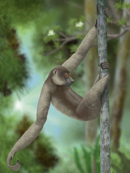 Файл:Palaeopropithecus ingens.jpg