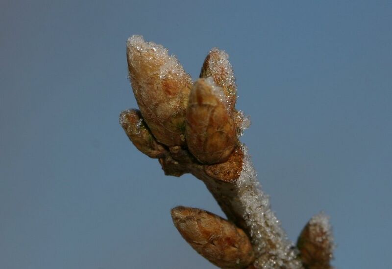 Файл:Quercus-petraea-buds.JPG