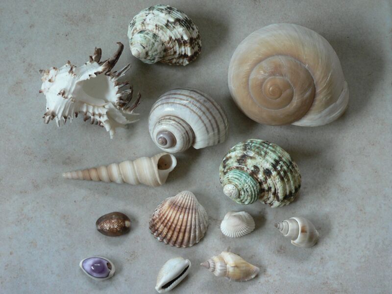 Файл:Shells01.jpg