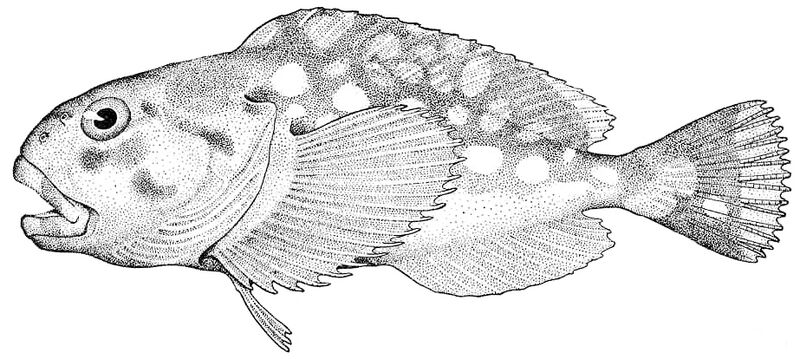 Файл:Ebinania brephocephala.jpeg
