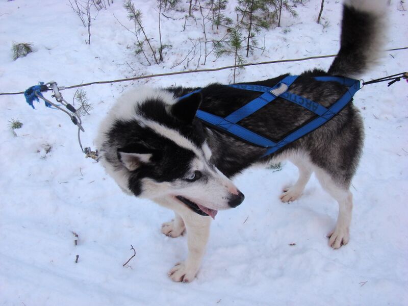 Файл:Husky sled.JPG