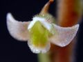 Mesadenella cuspidata