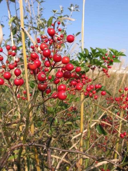 Файл:Rosa multiflora 0910.JPG