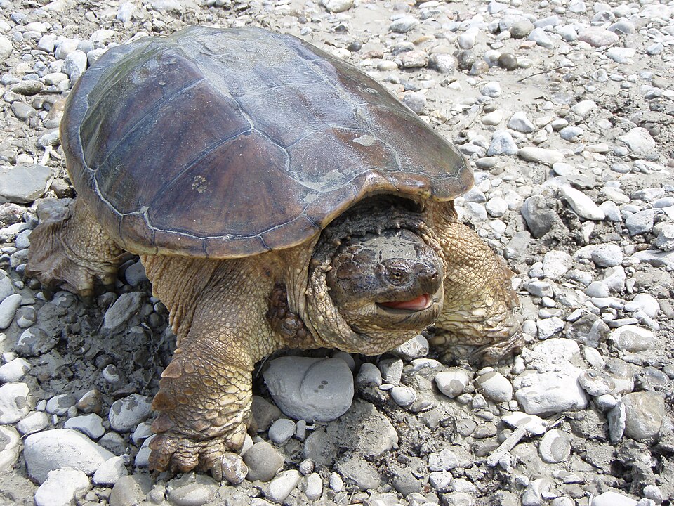 Файл:Snapping turtle posturing.JPG