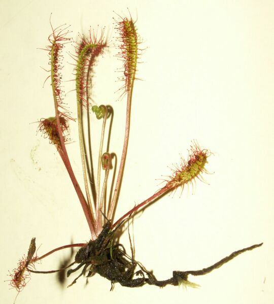 Файл:Drosera long.jpg