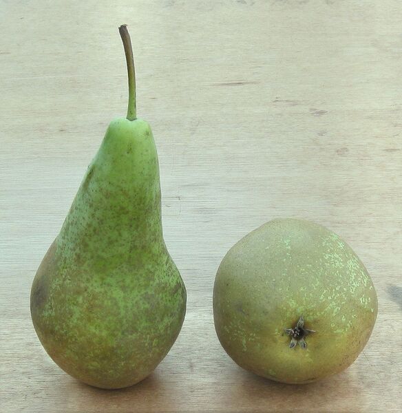 Файл:Pyrus communis 'Conference'.jpg