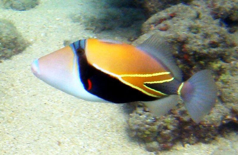 Файл:Reef Triggerfish 1.JPG