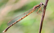 Sympecma fusca, Евразия, Северная Африка