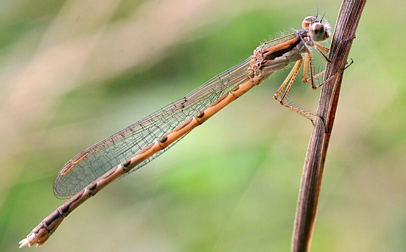 Файл:Sympecma fusca.jpg