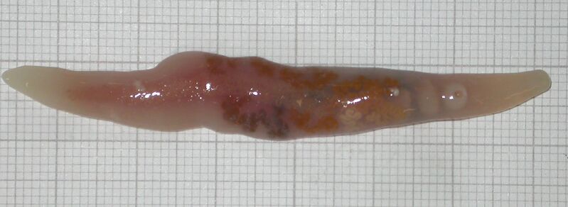 Файл:Botulus microporus.jpg