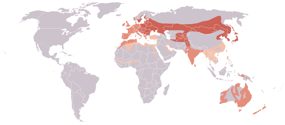 Файл:Fulica atra distribution.png