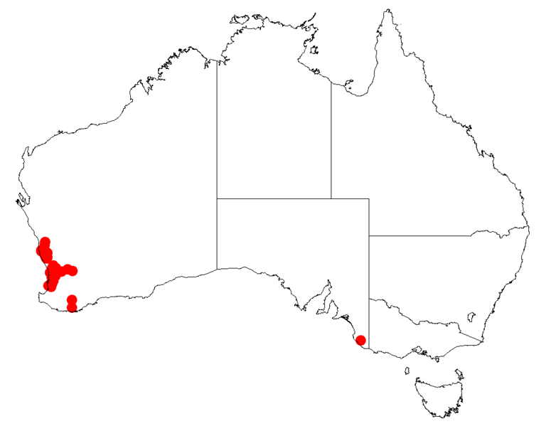 Файл:Isopogon asperDistMap5.png