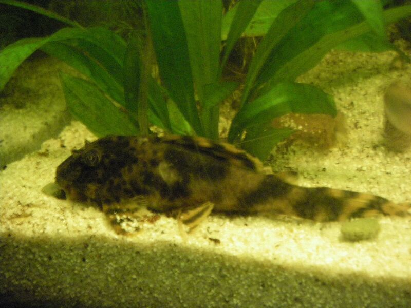 Файл:Peckoltia-brevis.JPG
