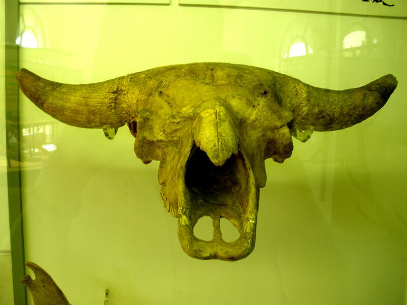 Файл:Bison priscus.JPG
