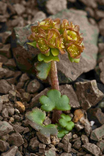 Файл:Chrysosplenium wrightii (7833503660).jpg