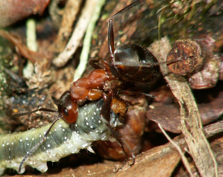 Файл:ForrmicaRufaWithCaterpillar.JPG