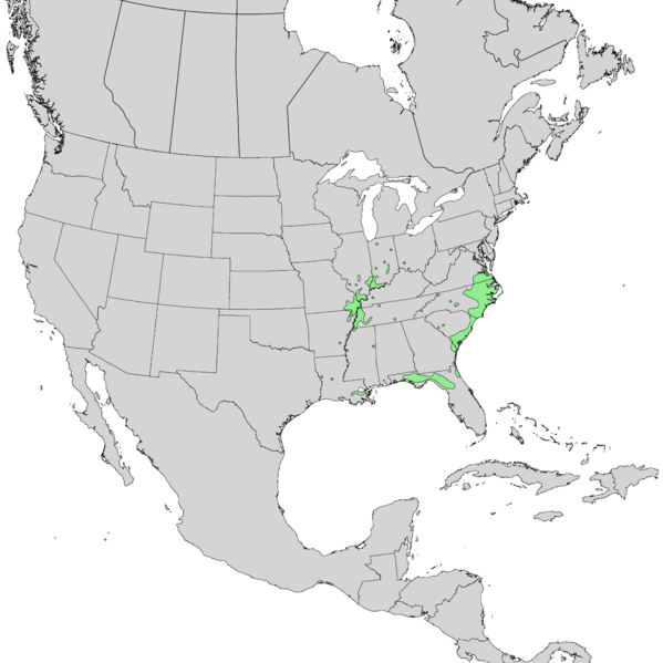 Файл:Fraxinus profunda range map 1.png