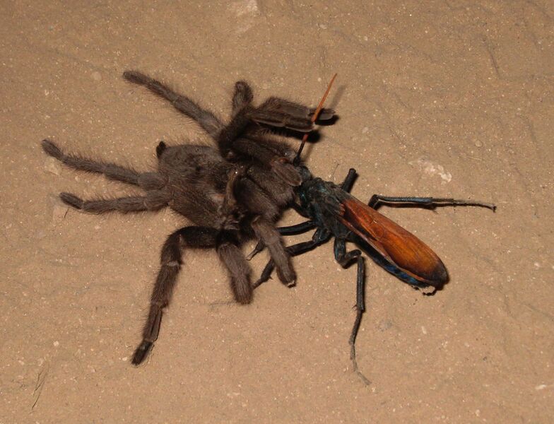 Файл:Tarantula hawk.JPG