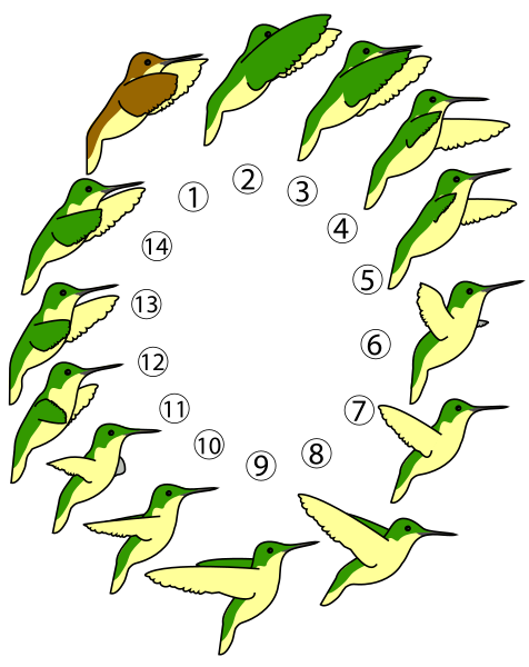 Файл:Hummingbird flight profil.svg