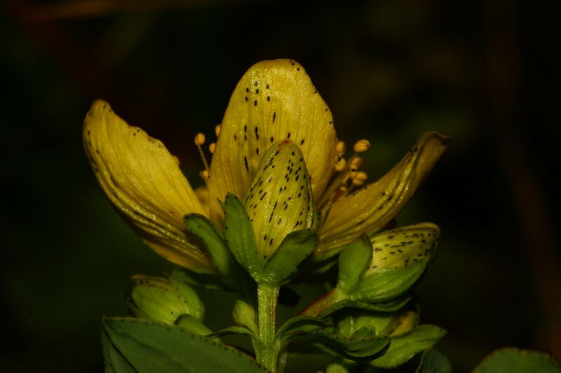 Файл:Hypericum maculatum sp2.JPG