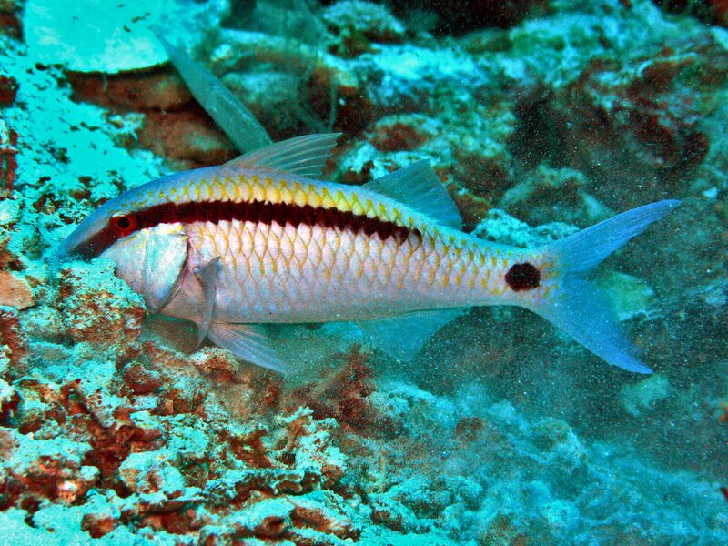 Файл:Parupeneus barberinus.JPG