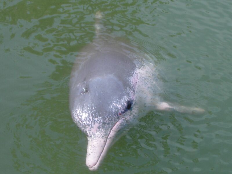 Файл:Pink Dolphin.JPG