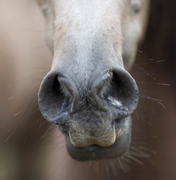 Файл:Arabian muzzle.jpg