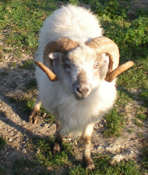 Файл:Boreray Ram.jpg