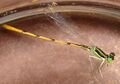 Ischnura hastata