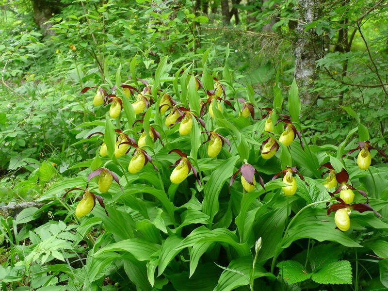 Файл:CypripediumCalceolus4.JPG
