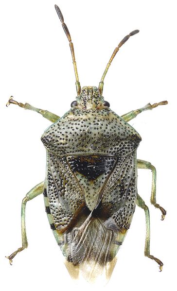 Файл:Elasmucha grisea2.jpg