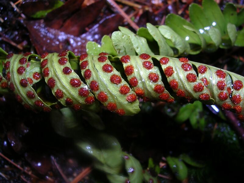 Файл:Fern Sori.JPG