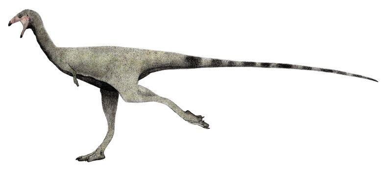 Файл:Limusaurus runner.jpg