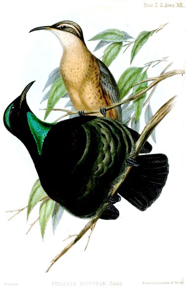 Файл:PtilorisVictoriaeRichter.jpg