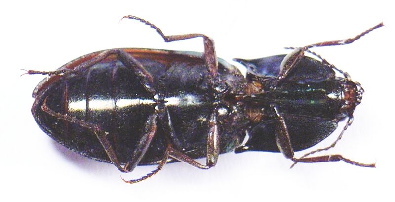 Файл:Selatosomus aeneus underside.JPG