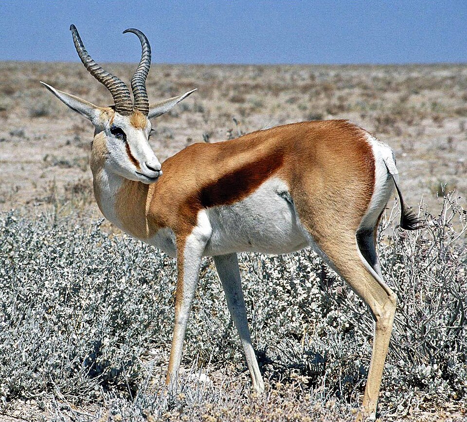 Файл:Springbok Namibia.jpg